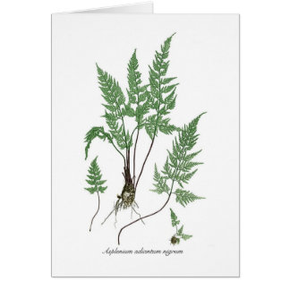 Asplenium adiantum nigrum