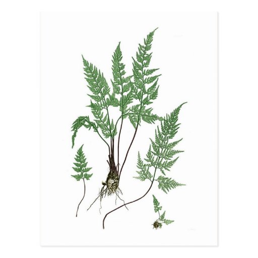 Image of Asplenium adiantum nigrum Postcard