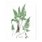 Asplenium adiantum nigrum