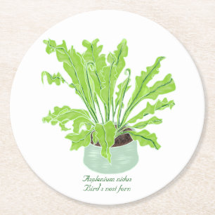 Asplenium Bird's nest fern - drawing on white. Round Paper Coaster