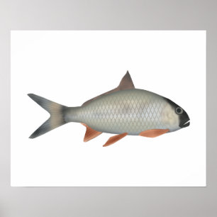 Assamese Kingfish Poster