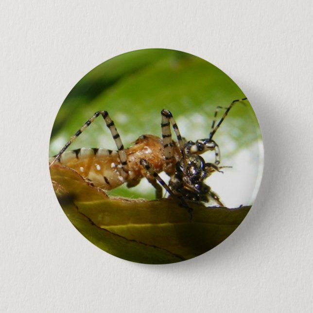 Assassin bug ~ button (Front)