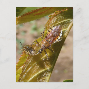 Assassin bug ~ postcard