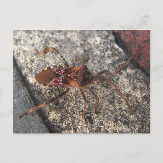 Assassin Bug ~ postcard (Front)