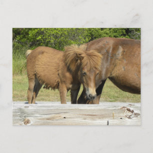 Assateague foal postcard