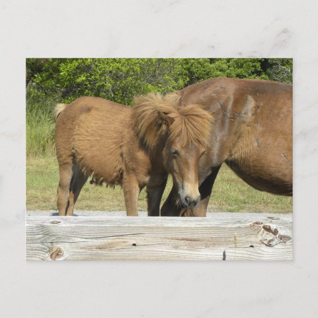 Assateague foal postcard (Front)