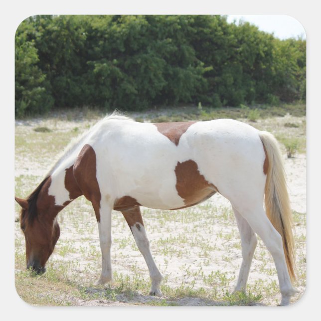 Assateague Island horse Square Sticker (Front)