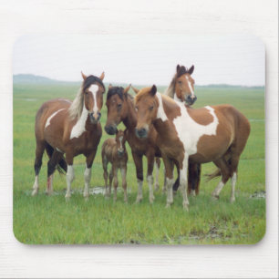 Assateague Island Horses Mousepad