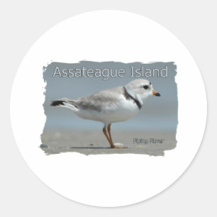 Assateague Island Piping Plover Classic Round Sticker
