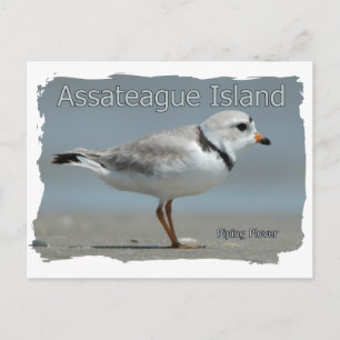 Assateague Island Piping Plover Postcard