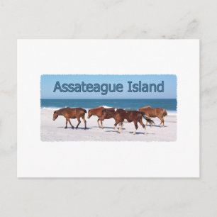Assateague Island (ponies on beach logo) Postcard