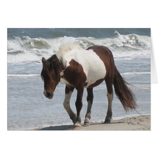 Assateague Island Pony (Front Horizontal)