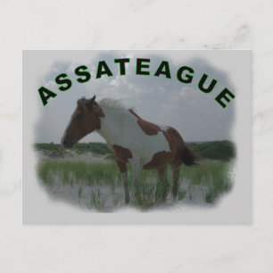 Assateague Island Postcard