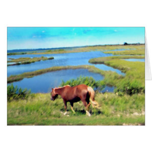Assateague pony