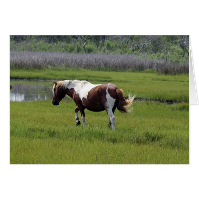 Assateague Wild Horse (Front Horizontal)