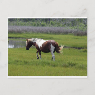 Assateague Wild Horse Postcard