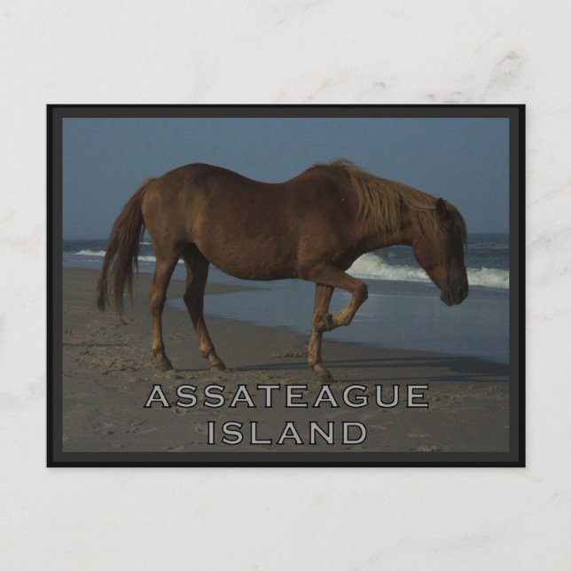 Assateague Wild Horses 1 Postcard (Front)