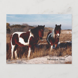 Assateague Wild Horses 2 - Postcard