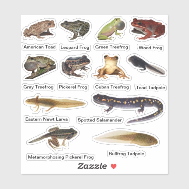 Assorted Amphibians Vinyl Stickers (Sheet)