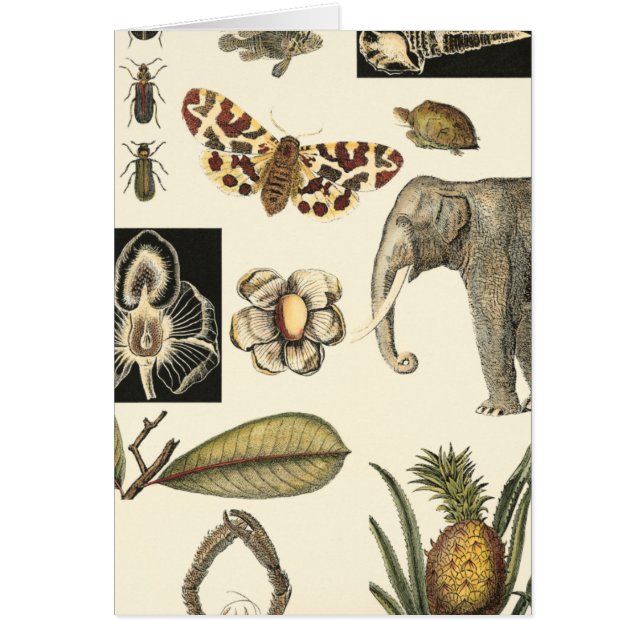 Assorted Animals Painted on Cream Background (Front)