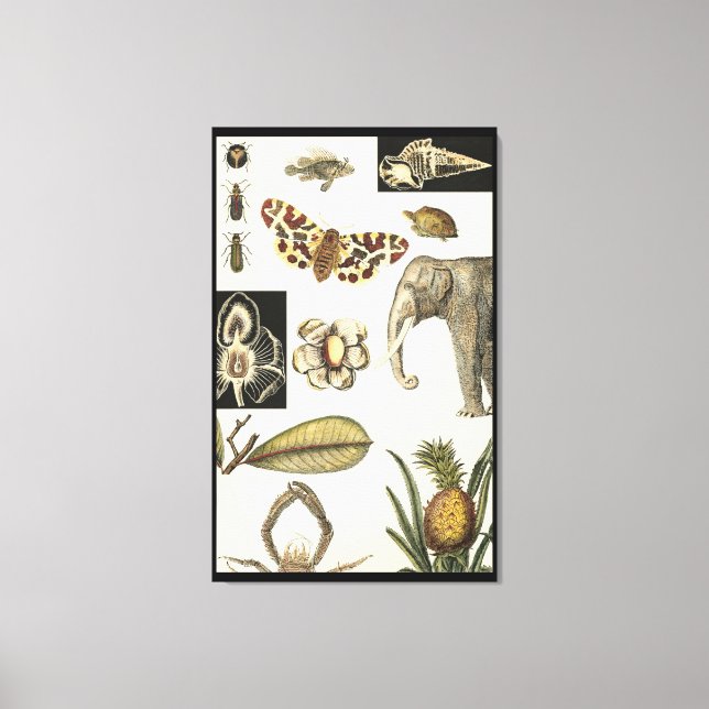 Assorted Animals Painted on Cream Background Canvas Print (Front)
