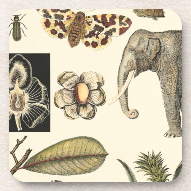 Assorted Animals Painted on Cream Background Coaster (Front)