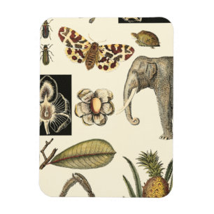 Assorted Animals Painted on Cream Background Magnet