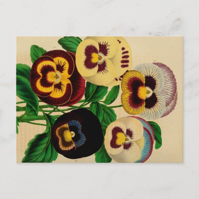 Assorted Pansies Vintage Drawing Postcard (Front)