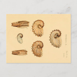 Assorted Sea Shells Zoological Sketch Postcard