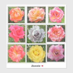 Assorted Solid & Variegated Rose Photos