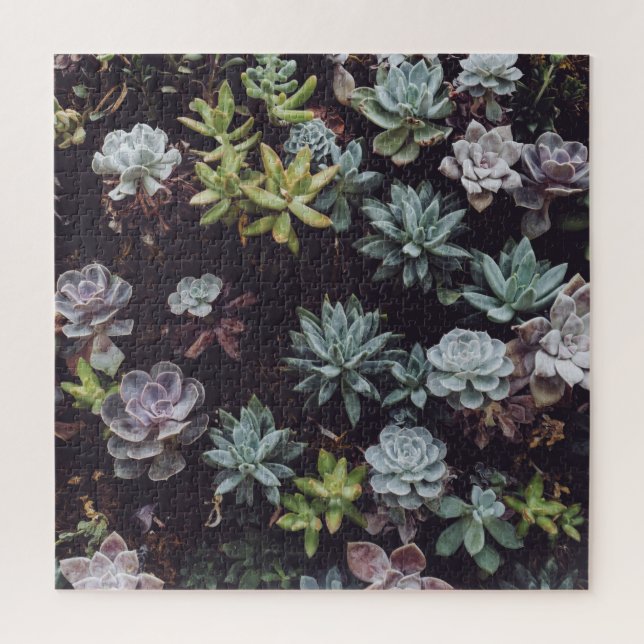 Assortment of Small Succulent Plants Jigsaw Puzzle (Vertical)