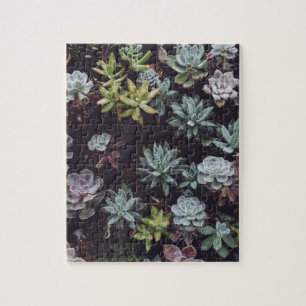 Assortment of Small Succulent Plants Jigsaw Puzzle