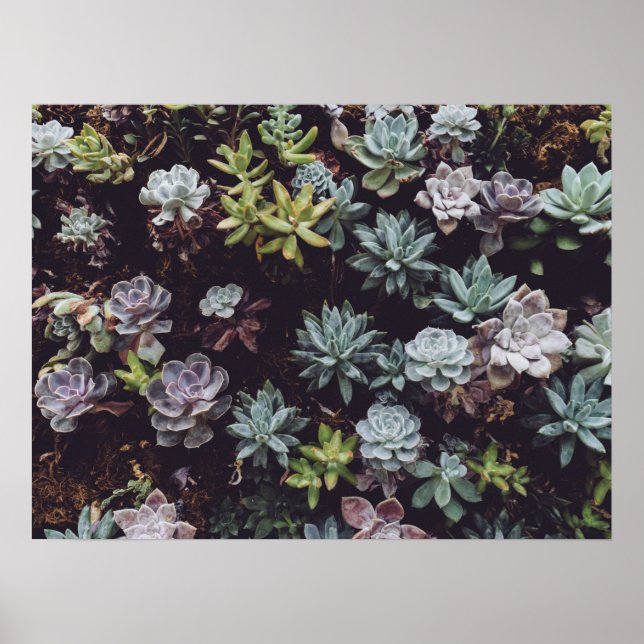 Assortment of Small Succulent Plants Poster (Front)