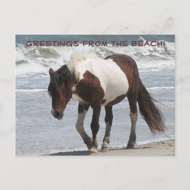 Assteague Island Pony Postcard (Front)