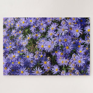Aster amellus ‘Moerheim gem’ Jigsaw Puzzle