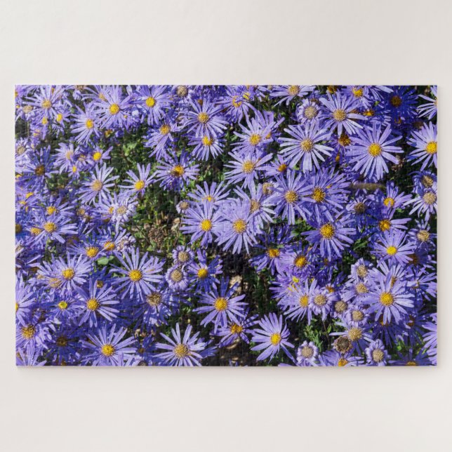 Aster amellus ‘Moerheim gem’ Jigsaw Puzzle (Horizontal)