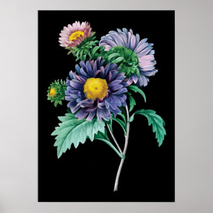 Aster botanical black background print
