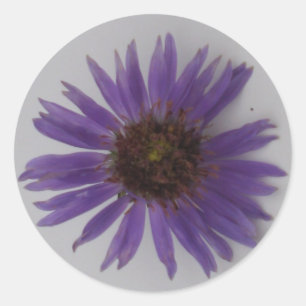 Aster Classic Round Sticker