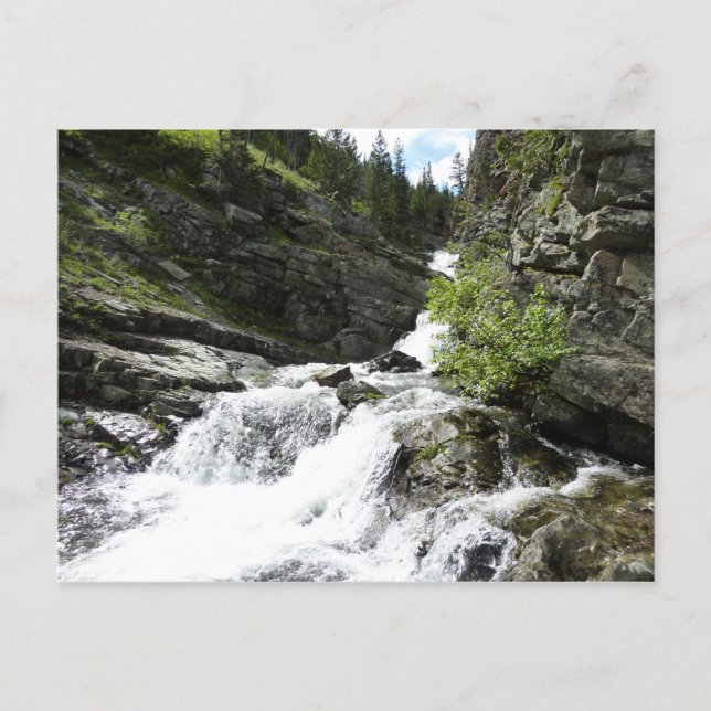 Aster Creek at Glacier National Park Postcard (Front)