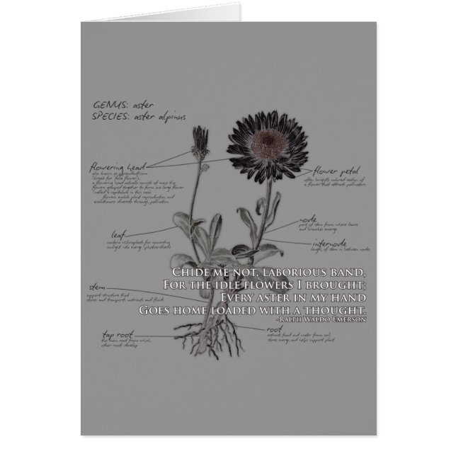 Aster Flower Card (Front)