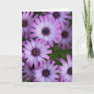 Aster Flowers Greeting Card