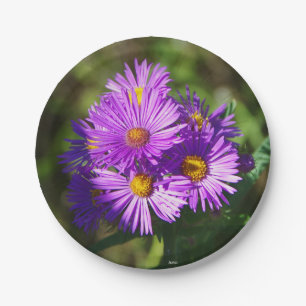 Aster paper plate