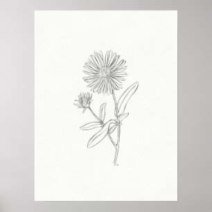 Aster Sketch Print