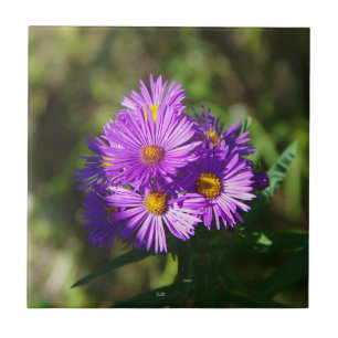 Aster tile