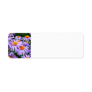 aster-tongolensis-57764 Aster Tongolensis, nature,