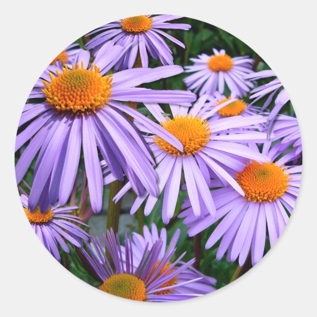 Aster-Tongolensis flower Classic Round Sticker (Front)