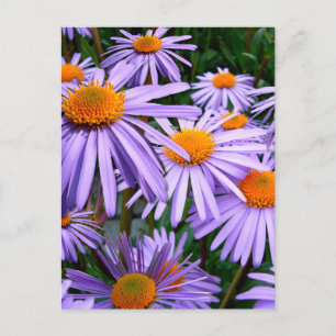 Aster-Tongolensis flower Postcard