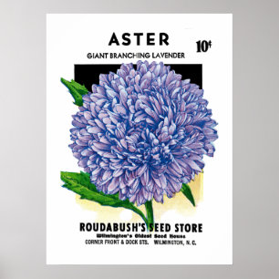 Aster Vintage Seed Packet Poster