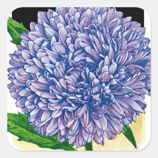 Aster Vintage Seed Packet Square Sticker (Front)