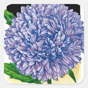 Aster Vintage Seed Packet Square Sticker